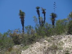Yucca mixtecana