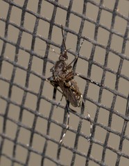 Aedes vigilax