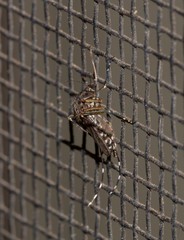 Aedes vigilax