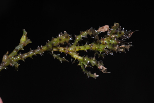 Spiny Naiad (Najas marina)