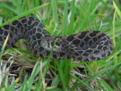 Crotalus polystictus