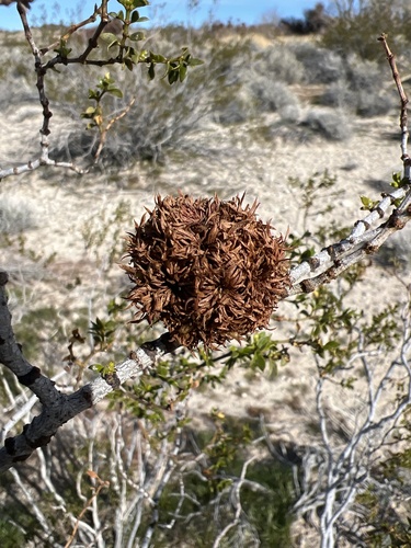 Unknown species found near Desert National Wildlife Refuge, Las Vegas, NV, US