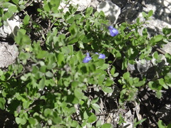 Salvia thymoides