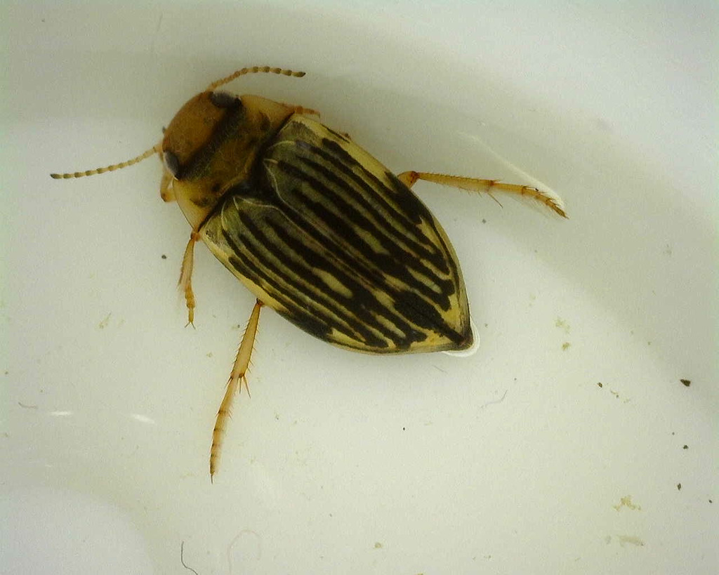 Nebrioporus ceresyi