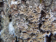 Physconia leucoleiptes