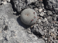 Mammillaria haageana haageana
