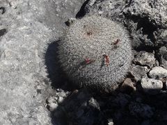 Mammillaria haageana haageana