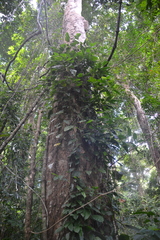 Philodendron rigidifolium