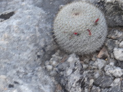 Mammillaria haageana haageana