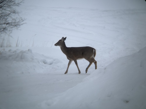 White-tailed Deer