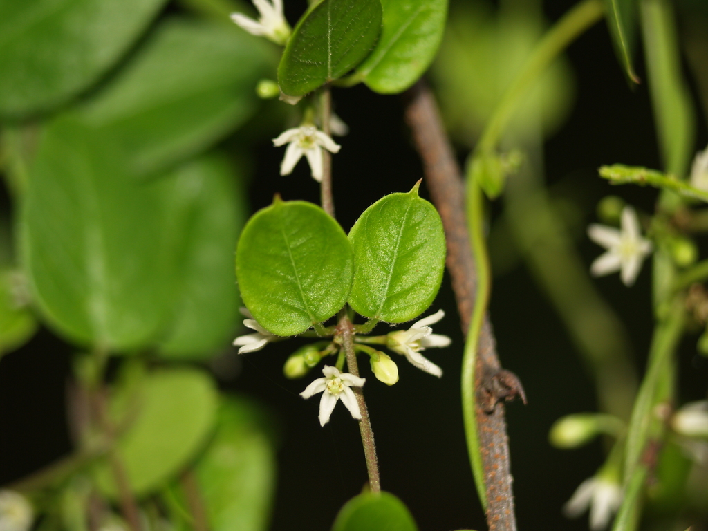 Metastelma turneri