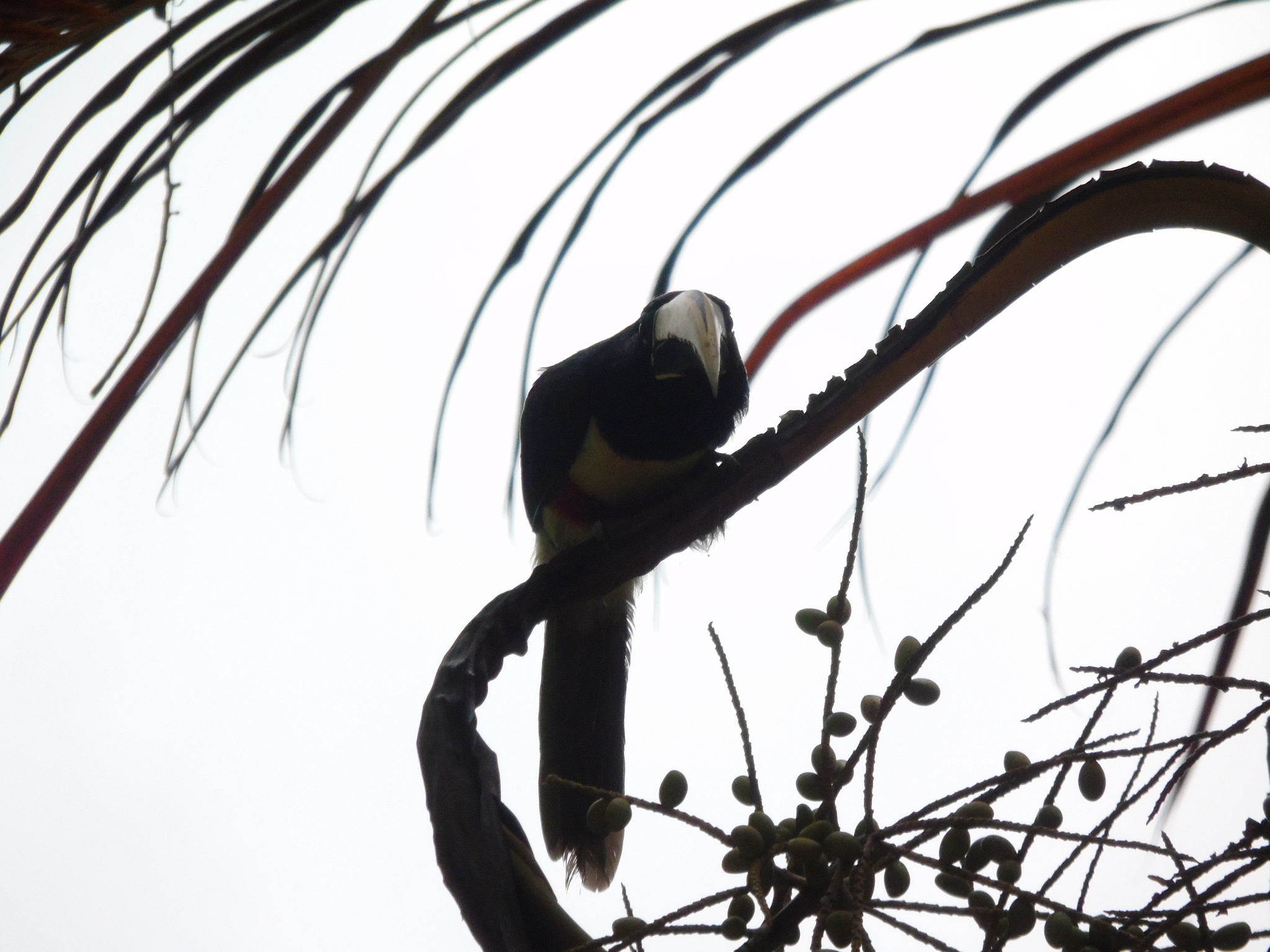 Black-necked Aracari (Pteroglossus aracari), photo 8