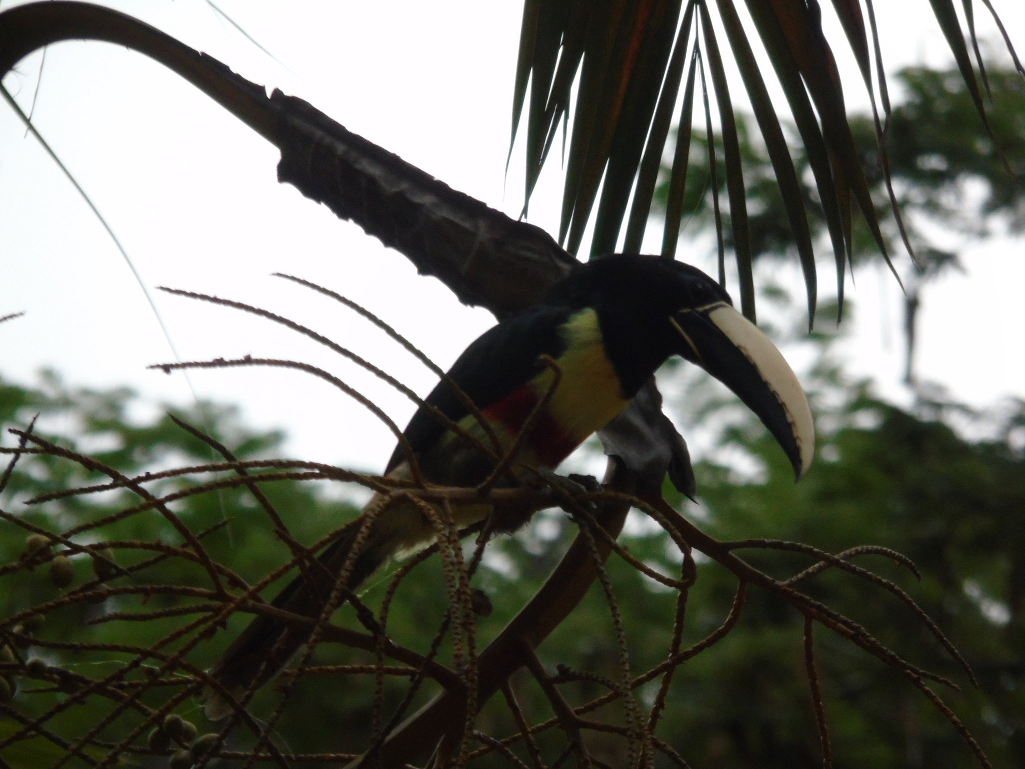 Black-necked Aracari (Pteroglossus aracari), photo 9