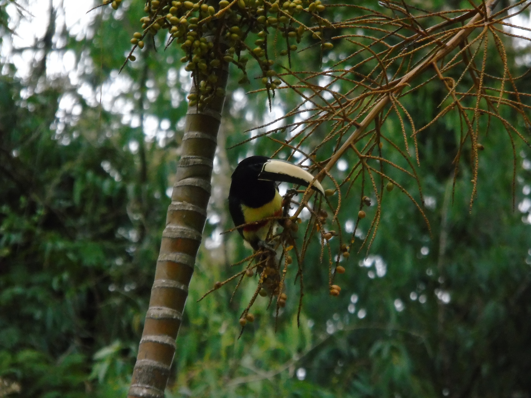 Black-necked Aracari (Pteroglossus aracari), photo 6
