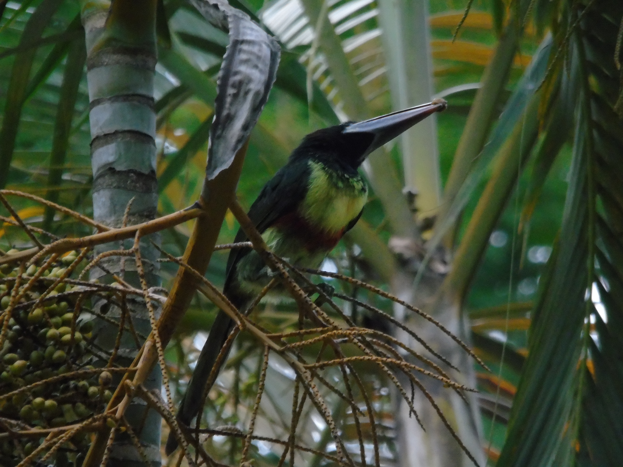 Black-necked Aracari (Pteroglossus aracari), photo 7