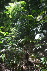 Oenocarpus