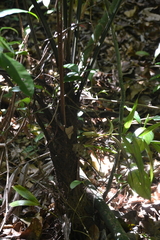 Oenocarpus