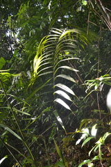 Oenocarpus