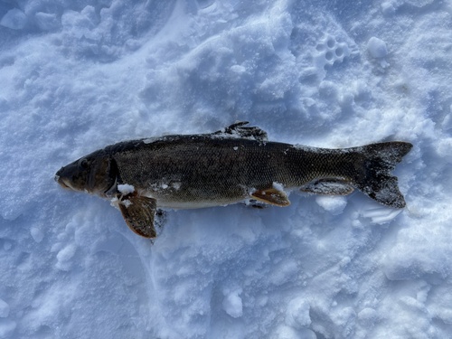 Longnose Sucker