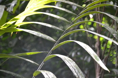 Oenocarpus