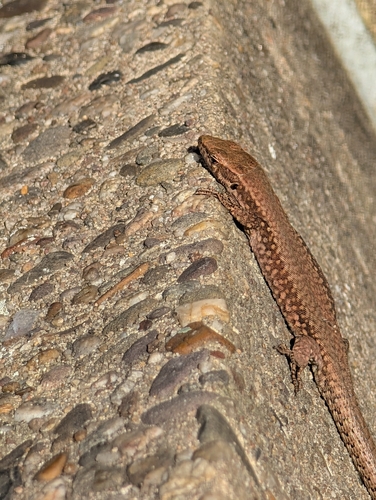 Common Wall Lizard