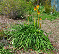 Kniphofia rooperi