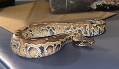 Python brongersmai