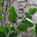 Philodendron rigidifolium - Photo (c) Letizia Weichgrebe, some rights reserved (CC BY-NC), uploaded by Letizia Weichgrebe