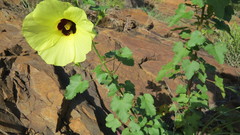 Hibiscus engleri