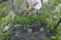 Philodendron rigidifolium