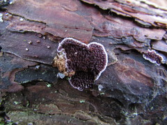 Trichaptum fuscoviolaceum