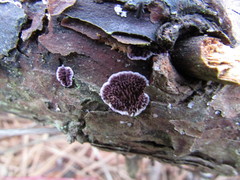 Trichaptum fuscoviolaceum