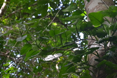 Philodendron rigidifolium