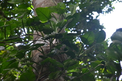 Philodendron rigidifolium