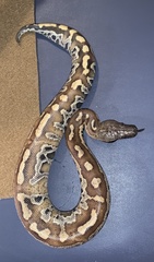 Python brongersmai