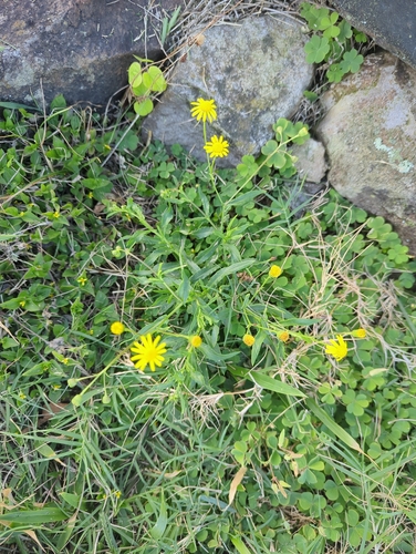 Senecio madagascariensis observed 2026-02-26