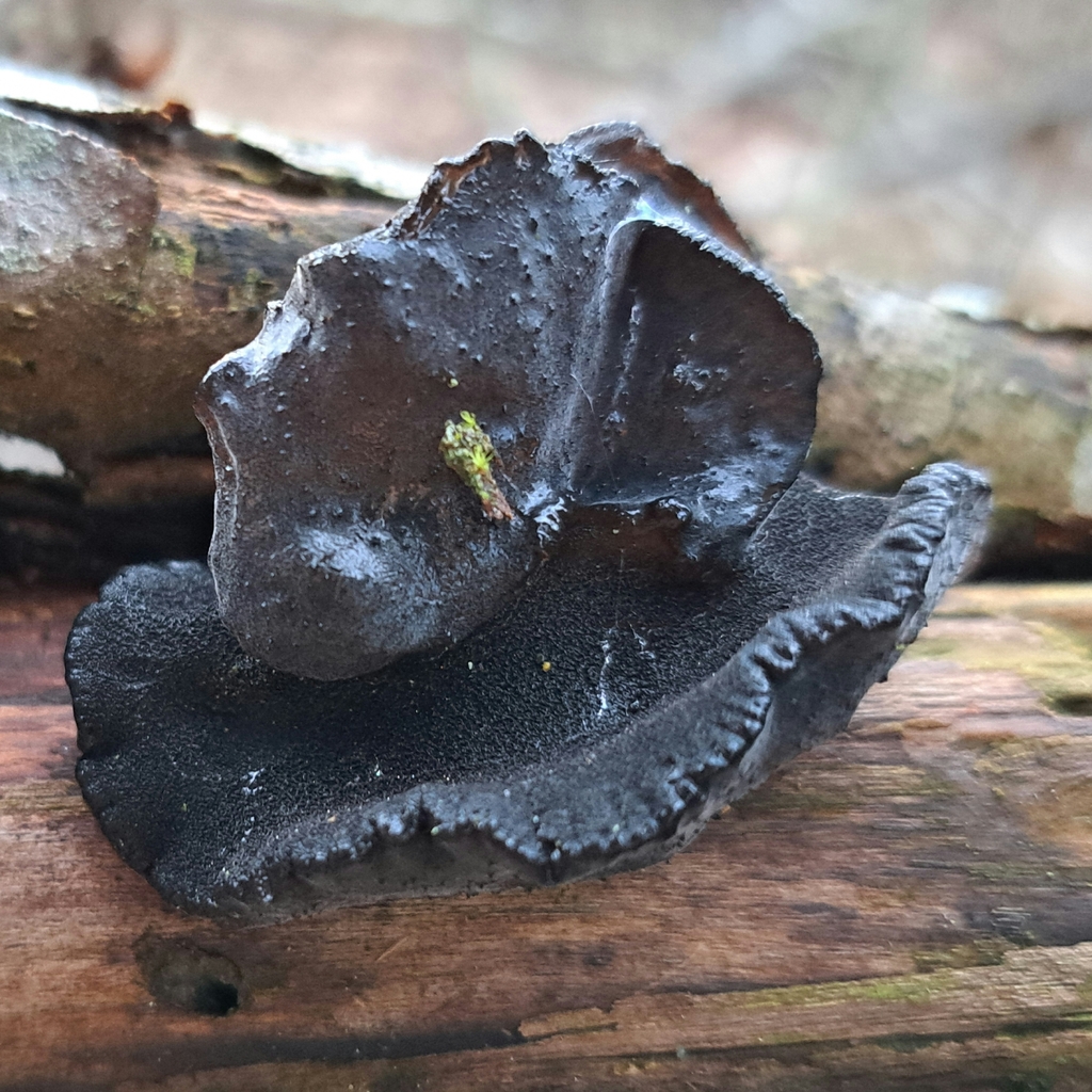 Exidia truncata · February 2026 · photo: © markuskrieger (iNaturalist, cc-by)