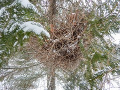 Arceuthobium pusillum