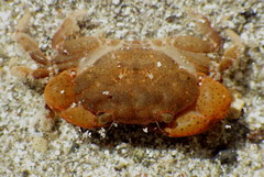 Cataleptodius occidentalis