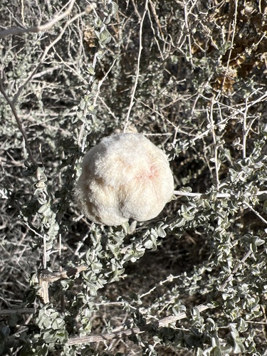Unknown species found near Desert National Wildlife Refuge, Las Vegas, NV, US