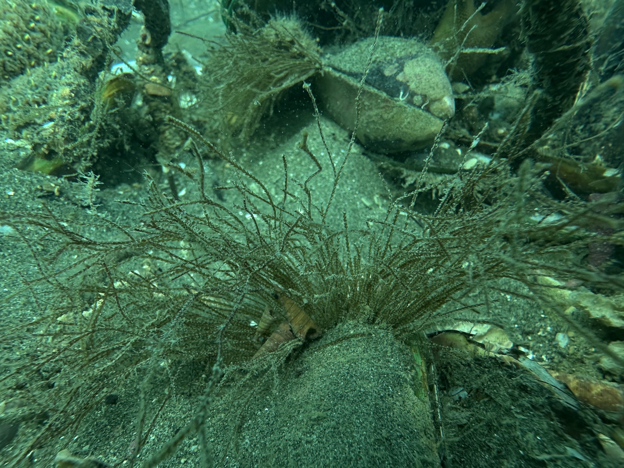 Amphisbetia bispinosa (Gray, 1843)