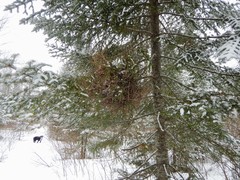 Arceuthobium pusillum