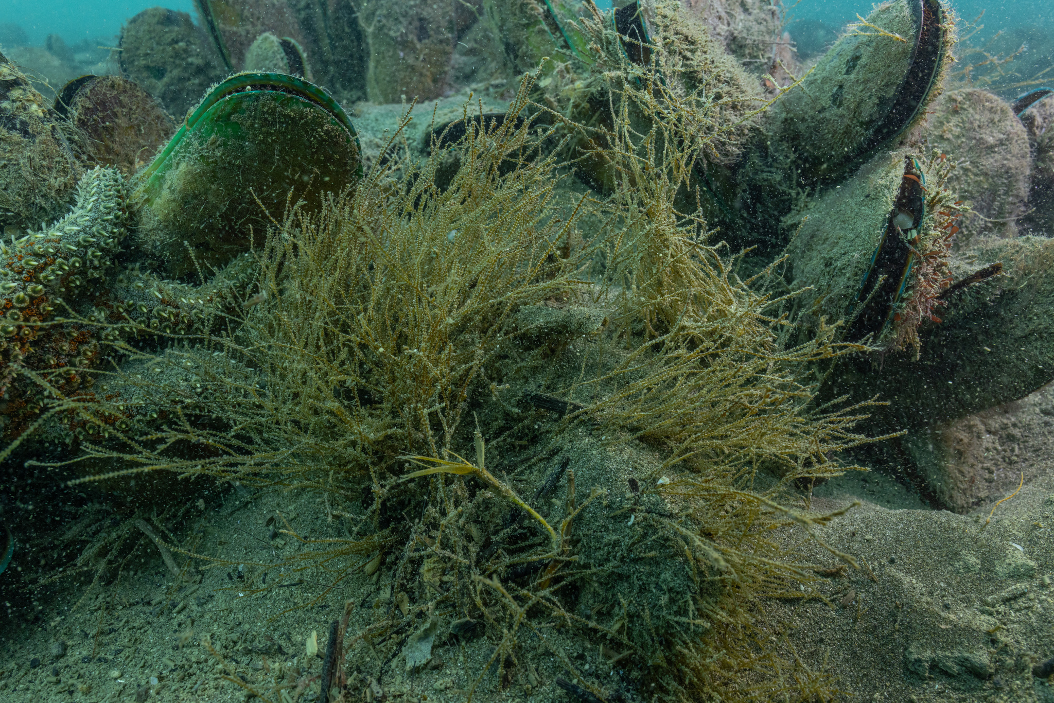 Amphisbetia bispinosa (Gray, 1843)