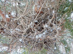 Arceuthobium pusillum