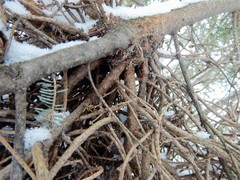 Arceuthobium pusillum