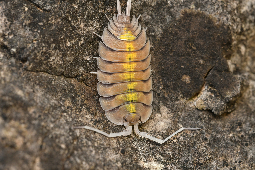 Porcellio bolivari