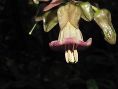 Merinthopodium neuranthum