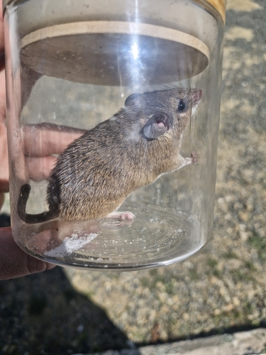 Arabian Spiny Mouse