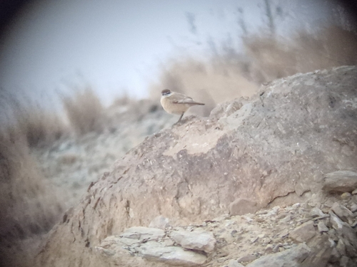 Buff-breasted Wheatear
