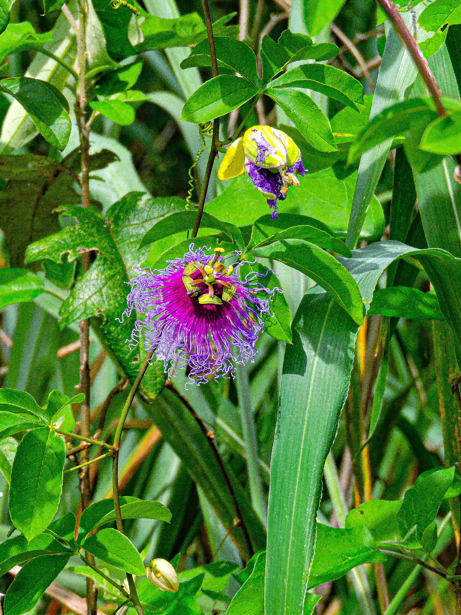 Passiflora cincinnata